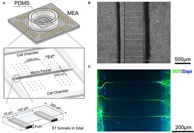 Coupling of in vitro Neocortical-Hippocampal Coculture Bursts Induces Different Spike Rhythms in Individual Networks
